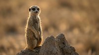Meerkat standing alert on rock formation in golden desert light, wildlife photography showcasing natural behavior and warm sunset illumination.