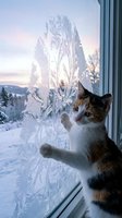 Curious tabby and white cat touching frost-covered window pane with intricate ice crystal patterns, snowy winter landscape visible beyond glass, cold season wildlife observation and pet behavior.