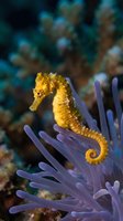 Yellow seahorse swimming among purple sea anemone tentacles in tropical coral reef underwater marine environment for aquarium and ocean life concepts.