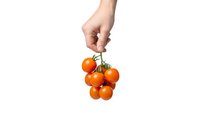 Hand holding fresh cherry tomatoes bunch on white background isolated for healthy cooking and organic food design projects.
