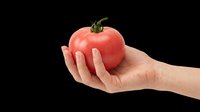 Caucasian hand holding fresh red tomato with green stem isolated on transparent background, ready for t-shirt design, clipart, stickers, and print-on-demand products.