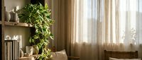 Cozy living room interior with lush green houseplant, natural sunlight streaming through curtains, modern home decor and furniture creating warm atmosphere.