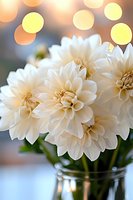 White dahlia flowers in glass vase with soft bokeh lights background creating romantic atmosphere, suitable for wedding and celebration designs.