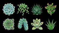 Watercolor succulent plants set, isolated on transparent background. Eight diverse cacti and succulents for T-shirts, stickers, clipart, print on demand, and sublimation designs.