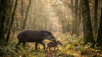 Wild boar foraging among fallen autumn leaves in misty forest. Dark pig searching for food on woodland floor surrounded by tall trees and golden foliage.