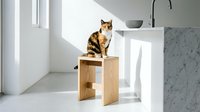 Tabby cat perched on wooden furniture in bright minimalist interior with natural light, suitable for pet care, home decor, and lifestyle content.