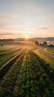 Sunrise over agricultural farmland with crop rows and winding road through rural valley landscape. Golden hour light illuminates farming fields and rolling hills.