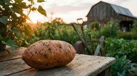 Fresh harvested potato on wooden table in organic garden with greenhouse at sunset. Farm to table concept for healthy eating and sustainable agriculture.