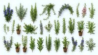 Collection of fresh aromatic herbs including rosemary, thyme, lavender and sage sprigs isolated on white background for culinary and medicinal use.