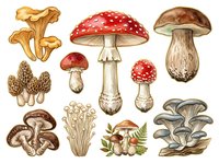 Botanical illustration of various mushroom and toadstool species in watercolor style, featuring red amanita, chanterelles, and oyster fungi isolated on white background for educational and design use.