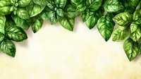 Fresh basil leaves border frame on light background with copy space for text. Natural organic herbs for cooking and garnish.