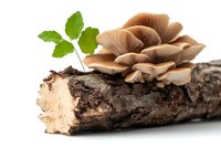 Cluster of brown oyster mushrooms growing on wooden log with fresh green leaves, isolated on white background for food photography and culinary design.