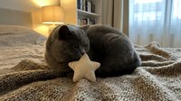 Gray cat sleeping peacefully on cozy knitted blanket with star-shaped toy in warm bedroom interior for pet care and home comfort concepts.