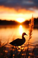 Duck silhouette against golden sunset over lake, with tall grass and reed in foreground creating peaceful nature scene with dramatic orange sky reflection.