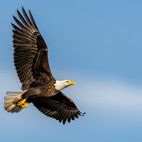 Majestic bald eagle soaring through blue sky with outstretched wings displaying powerful flight and natural grace in wildlife photography.