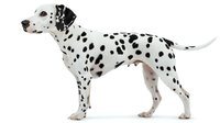 Dalmatian dog standing in profile view on white background, spotted black and white coat, alert pose showing distinctive breed characteristics and markings.