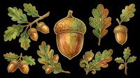 Acorn and oak leaf botanical elements isolated on transparent background. Ready for t-shirt design, clipart, stickers, sublimation, print-on-demand products and digital crafts.