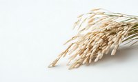 Dried rice plant stalks with grains on white background, natural organic cereal crop harvest. Agricultural produce isolated for food industry designs.