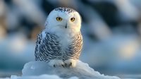 Majestic snowy owl perched on snow bank against blurred winter background, yellow eyes gazing intently, white and black feather pattern detail visible.