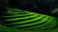 Vibrant green terraced rice fields curve along mountainside creating dramatic agricultural landscape against dark forest backdrop, showcasing sustainable farming methods.