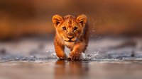 Adorable lion cub running through shallow water with splashes, golden hour lighting creating warm orange glow on wet ground in African savanna wilderness.