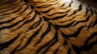 Close-up of tiger fur texture showing distinctive black stripes on golden-orange coat. Suitable for wildlife, nature, and animal design projects.