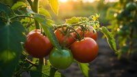 Fresh ripe red tomatoes growing on vine in organic garden with warm golden sunlight creating beautiful bokeh background for healthy farming concepts.