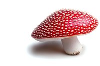 Red and white spotted amanita muscaria mushroom isolated on white background, detailed macro photography showing texture and pattern of toxic toadstool.
