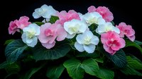 Delicate pink and white begonia flowers in full bloom against dark background, with lush green foliage creating natural garden composition.
