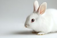 White dwarf rabbit with pink eyes against light gray background, side profile showing soft fur texture and distinctive long ears. Minimalist studio photography.