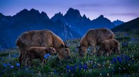 Highland cattle grazing in alpine meadow with wildflowers at twilight, dramatic mountain peaks backdrop creating pastoral farming scene.