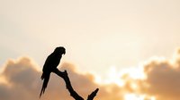 Silhouette of a macaw parrot perched on a branch against a golden sunset sky with soft clouds, suitable for wildlife and nature backgrounds.
