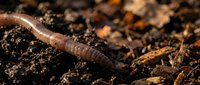 Earthworm crawling through rich dark soil with organic matter, showcasing natural decomposition and soil health in garden ecosystem.