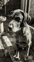 Senior dog portrait in black and white sitting on wooden deck with weathered planks and rustic background creating nostalgic vintage mood.