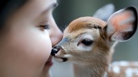 Young woman gently touching noses with baby deer fawn in tender moment, soft bokeh background creates dreamy atmosphere. Close up portrait showing connection with nature.