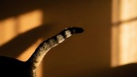 Snake silhouette with dramatic lighting and shadow patterns on warm golden background creating mysterious atmospheric mood for wildlife photography.