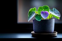 Vibrant green and purple begonia leaves in modern black ceramic pot on wooden saucer against dark background, dramatic lighting highlights leaf textures.