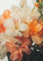Delicate alstroemeria flowers in white and peach colors create romantic composition with soft focus effect, suitable for wedding and celebration designs.