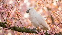 White cockatoo perched on blooming cherry blossom branch with soft pink flowers in spring garden setting creating peaceful nature scene for wildlife photography.
