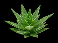 Aloe vera plant with thick green leaves and water droplets, isolated on transparent background. Ready for design use on t-shirts, clipart, stickers, print-on-demand products, and sublimation projects.