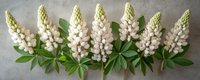 Delicate white lupine flowers arranged in a row with green leaves on neutral gray background, creating elegant botanical composition.