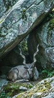 Markhor goat with spiral horns resting under rocky overhang in natural mountain habitat surrounded by moss and lichen covered stones.