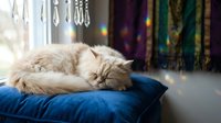 Fluffy long-haired cat sleeping peacefully on blue cushion with bokeh lights and decorative fabrics blurred in background, cozy home setting.