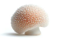 Delicate pink coral skeleton specimen isolated on white background showing intricate natural patterns and porous calcium carbonate structure.