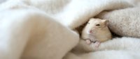 Adorable golden hamster sleeping peacefully nestled in soft beige blankets creating cozy comfort scene for pet care and relaxation themes.