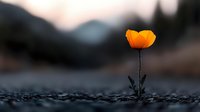 Single orange poppy flower blooming against blurred mountain landscape background at dusk, dramatic minimal nature composition with shallow depth of field.