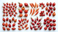 Fresh red tomatoes and peppers arranged in organized groups on white background, suitable for food photography, culinary design, recipe blogs, restaurant menus, and healthy eating content.
