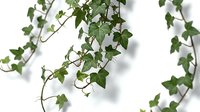Cascading ivy vines with green heart-shaped leaves isolated on white background, suitable for design projects, web graphics, and botanical illustrations.