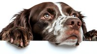Curious brown and white spaniel dog peeking over white edge, close-up portrait showing expressive eyes and nose, isolated on white background for creative design use.
