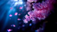 Pink coral polyps with delicate tentacles in deep blue ocean water creating dreamy underwater marine life scene for nature and diving content.